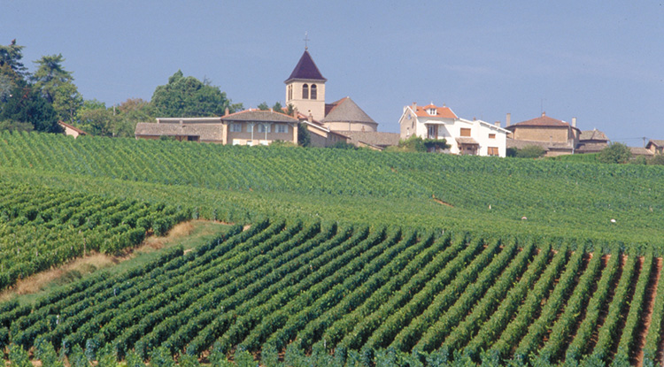 Cru Chaintré Sud Mâconnais