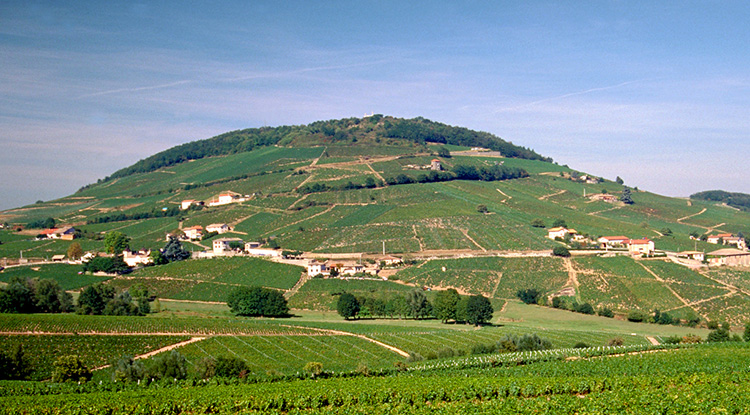 Cru Côtes de Brouilly