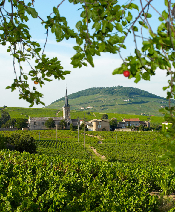 Cru Brouilly