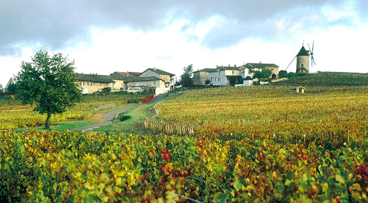 Cru Moulin à Vent