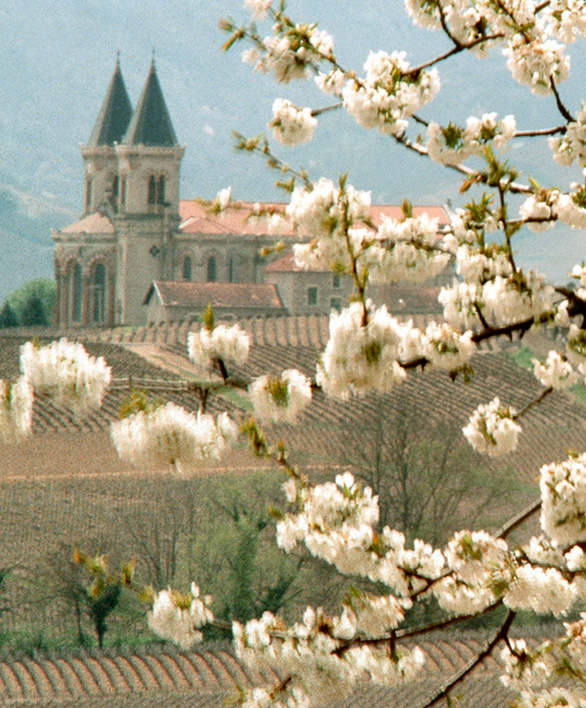 Cru Régnié