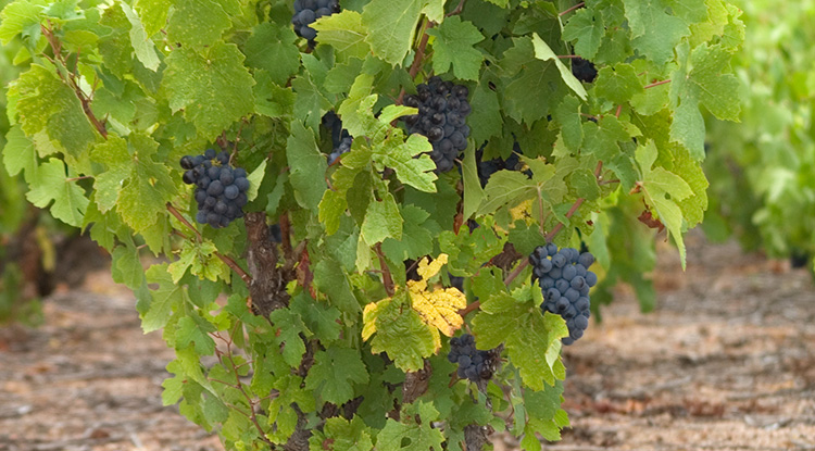 Vignes Beaujolaises / Sud Mâconnaises