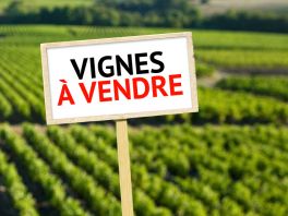 CRU ST AMOUR et JULIENAS Saint Amour Bellevue