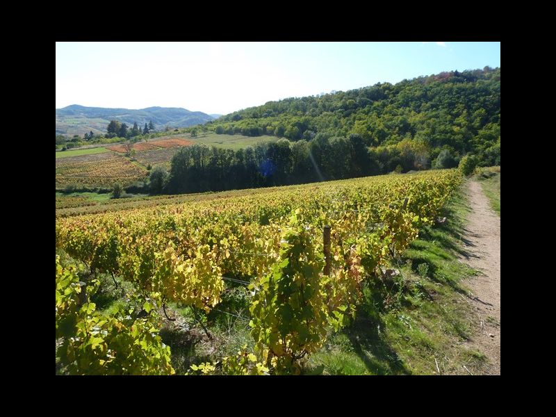 AOP BROUILLY,  AOP BV, Prés... SAINT ETIENNE LA VARENNE