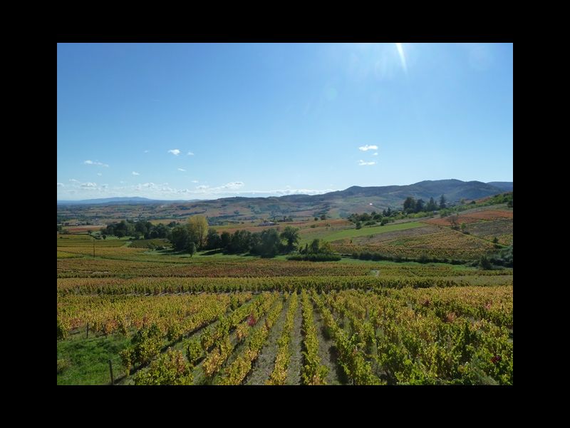 AOP BROUILLY,  AOP BV, Prés... SAINT ETIENNE LA VARENNE