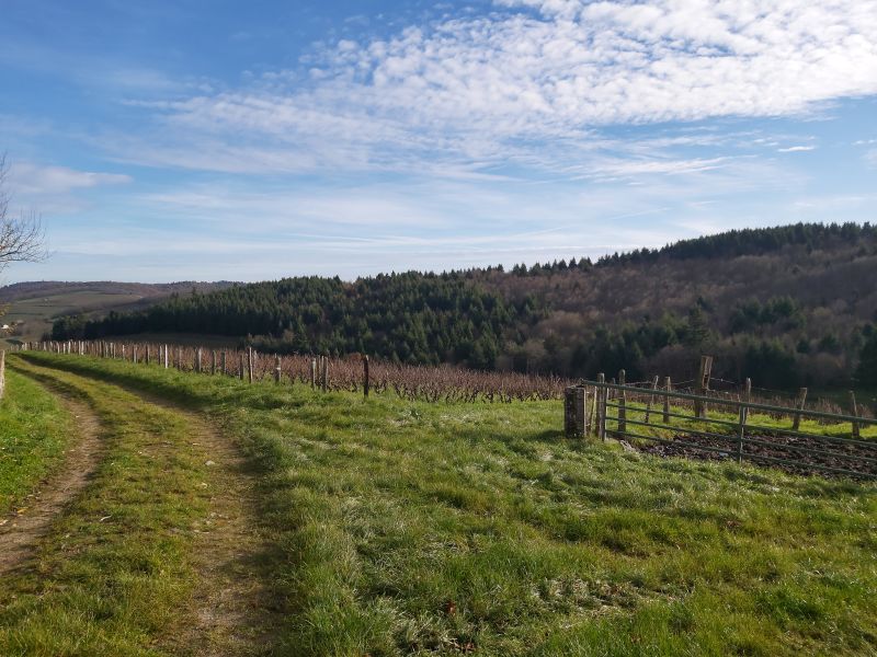 Propriété Viticole Vauxrenard
